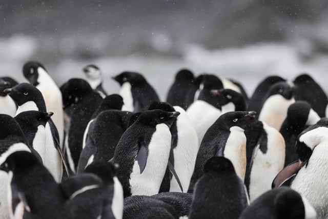 HMS Protector has been supporting research into penguin numbers in South Georgia