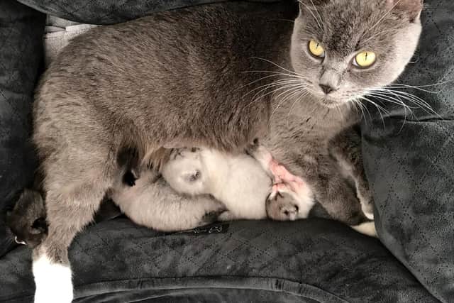 Bella is now safe and sound at home. Picture: Cat's Protection/PA.