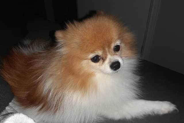 Kiki the dog