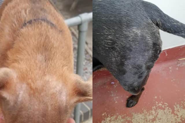 Dog owners in Paulsgrove have become increasingly concerned as their pets have become sick. Some residents think it is due to weed killer that was used.
