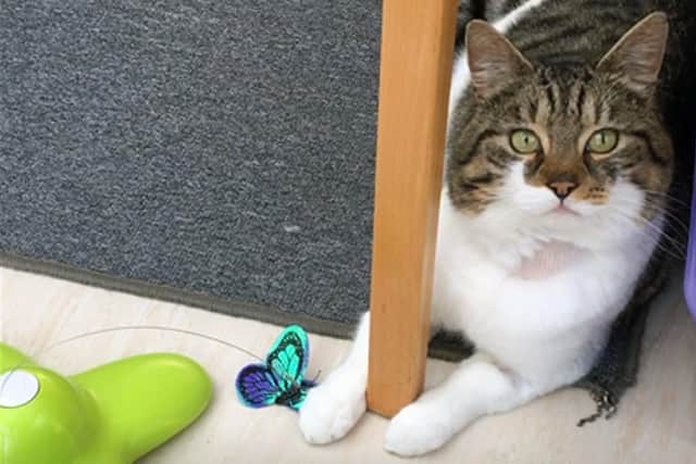 Volunteers at Gosport Cats Protection have shared some top tips for keeping cats entertained during social isolation