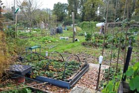 Allotments like this could be heading to Lee-on-the-Solent