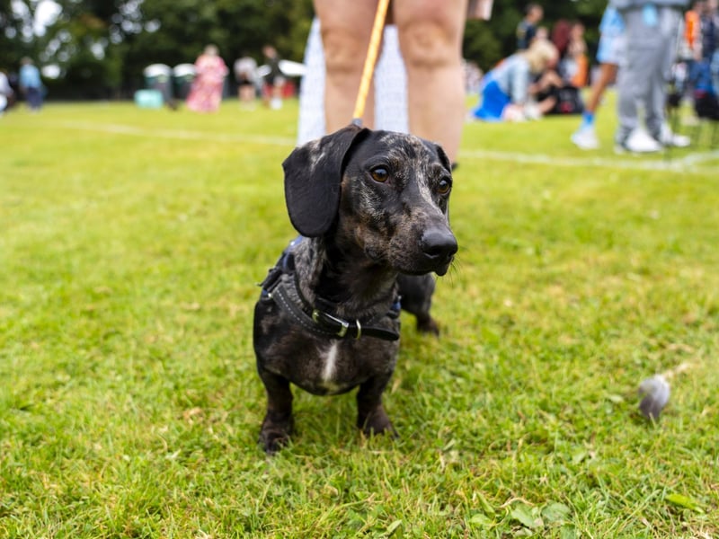 Obi at the Dachshunds Festival in Stubbington.