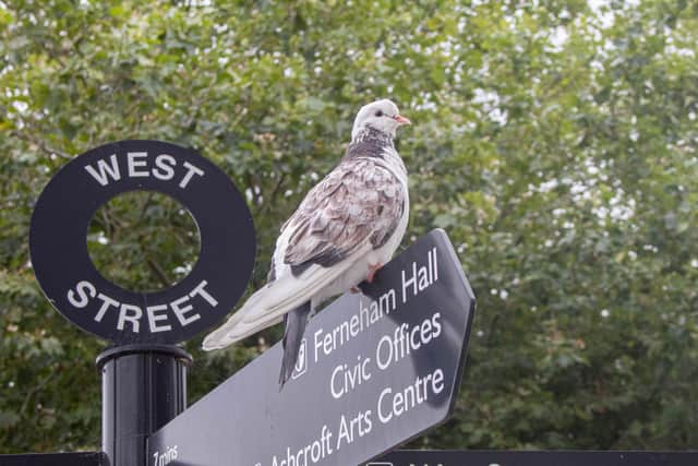 Petra the pigeon in West Street 
Picture: Habibur Rahman