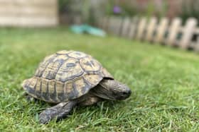 A lost tortoise was seen wandering around Highgrove Road on the afternoon of July 18. He has been recovered and is safely in Marcin Jedrysiak's garden. Picture: Marcin Jedrysiak.