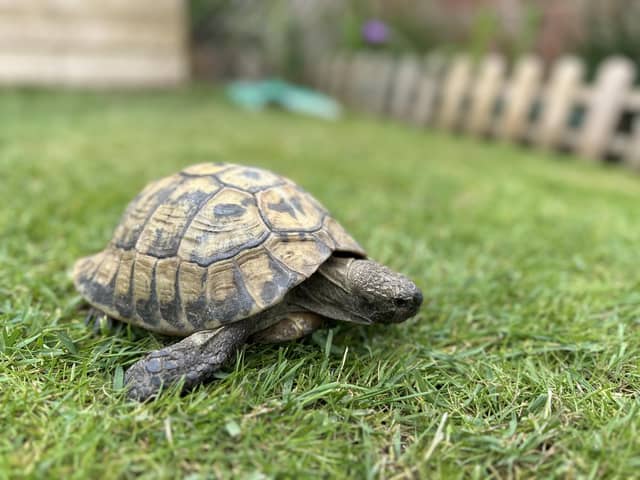 A lost tortoise was seen wandering around Highgrove Road on the afternoon of July 18. He has been recovered and is safely in Marcin Jedrysiak's garden. Picture: Marcin Jedrysiak.