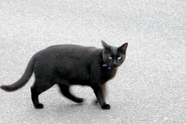 A cat has tested positive for Covid-19