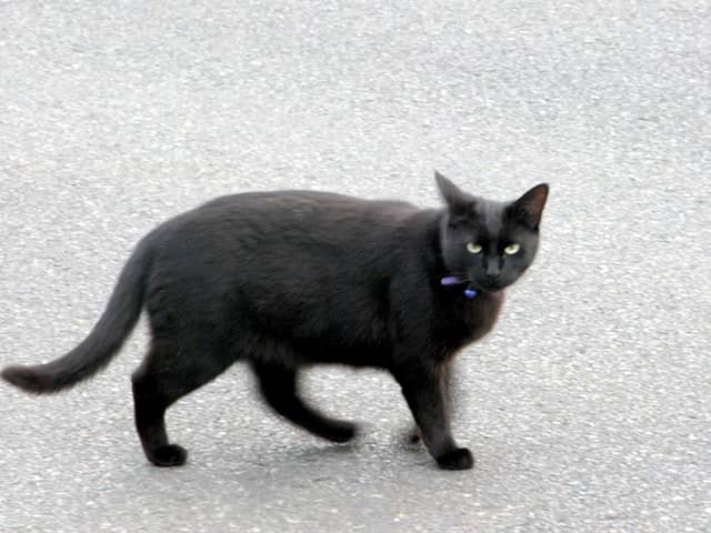 A cat has tested positive for Covid-19