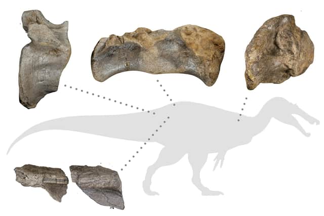Handout photo issued by University of Southampton of how the best preserved bones would have been positioned on the spinosaurid's giant body. The remains of Europe's largest ever land-based hunter which measured more than 10 metres long and lived 125 million years ago have been found on the Isle of Wight. Picture: Chris Barker/Dan Folkes/University of Southampton/PA