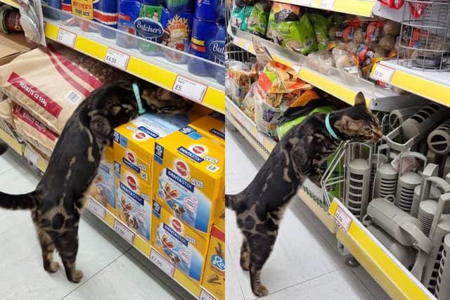 Tilly Oaks the Bengal cat on an adventure in Pound Stretcher