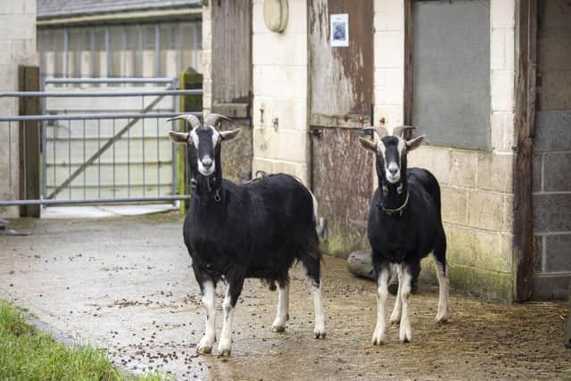 Winnie and Wednesday, the goats looking for a new home.