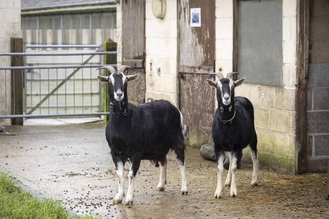 Winnie and Wednesday, the goats looking for a new home.