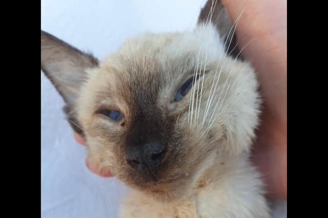 Many of the cats were found incredibly thin, wrapped in either kitchen roll or newspaper. Picture: RSPCA.