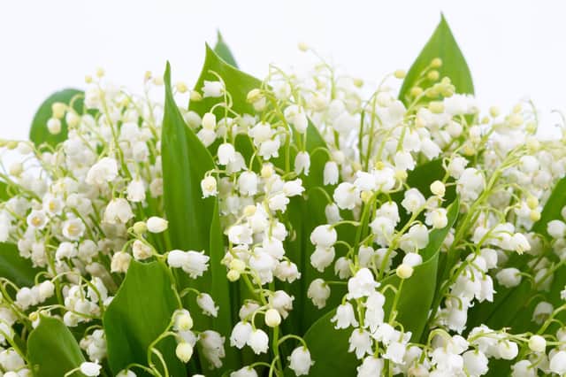 Why not let the scent of lily of the valley waft around your home as well as your garden?