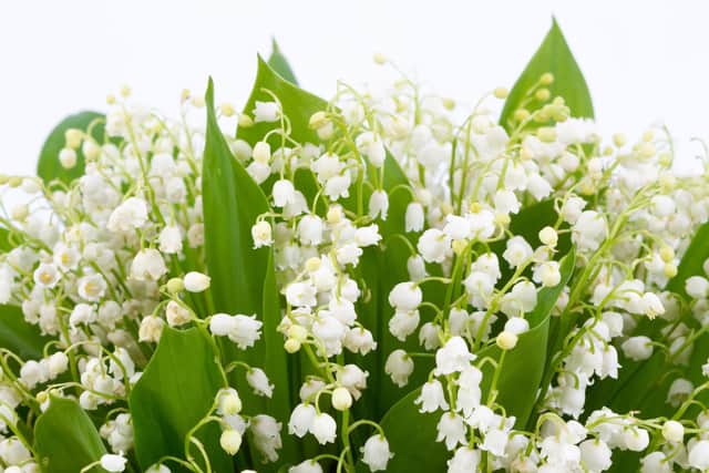 Why not let the scent of lily of the valley waft around your home as well as your garden?
