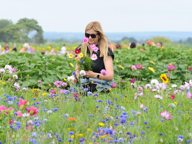 Sam's Sunflowers in Hayling Island, on Sunday, August 4, 2024.Picture: Sarah Standing (040824-3904)