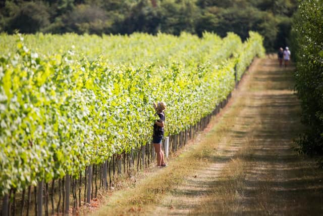 A vineyard in the South Downs National Park. Photo: Rathfinny Wine Estate/South Downs National Park Authority/PA Wire