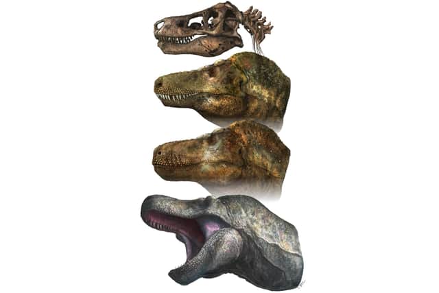 T-rex skull and head reconstructions
Picture by Mark P Witton