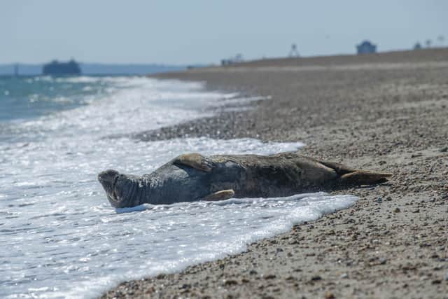 Seal washed ashore on Eastney beach at Wednesday 15 April 2020. Picture: Habibur Rahman