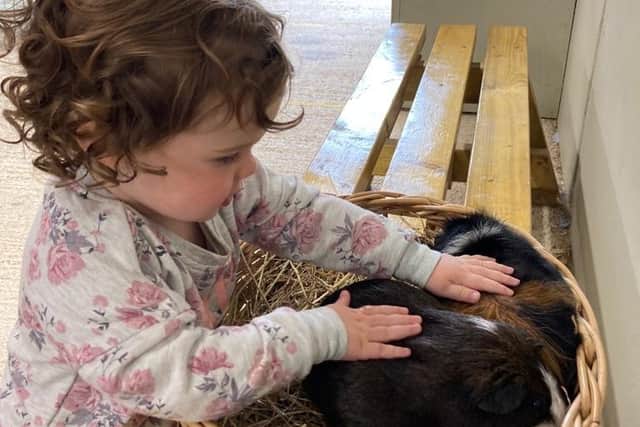 Rosanna Morton strokes guinea pigs at Dairyland in Cornwall