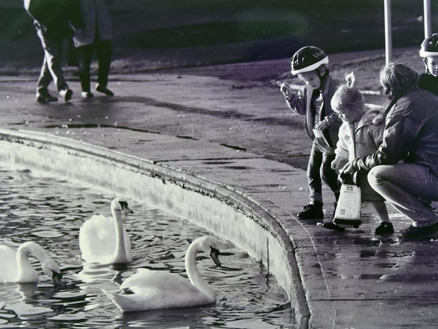 Swans being fed at Canoe Lake, Southsea,
Picture: 4990-1