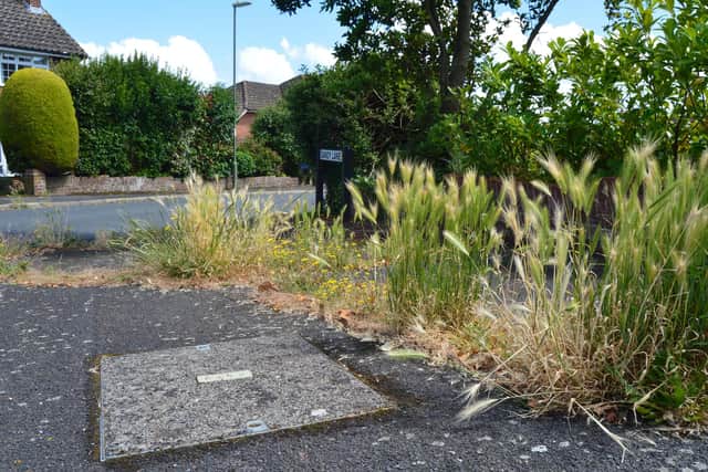 Weeds growing on the corner of Sandy Lane, Titchfield. Picture: David George
