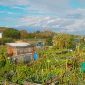 The Milton allotments 
Picture: Habibur Rahman