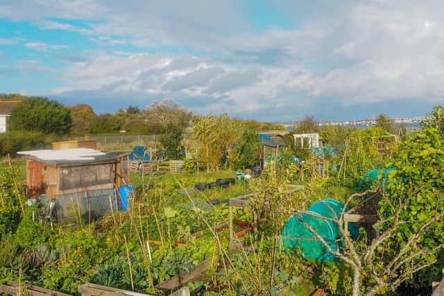 The Milton allotments 
Picture: Habibur Rahman
