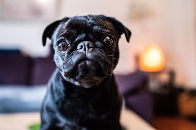 A Pug will set you back around £1,020 on average. (Photo credit should read GUIDO KIRCHNER/DPA/AFP via Getty Images)