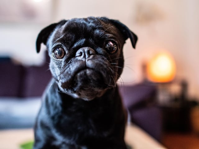 A Pug will set you back around £1,020 on average. (Photo credit should read GUIDO KIRCHNER/DPA/AFP via Getty Images)