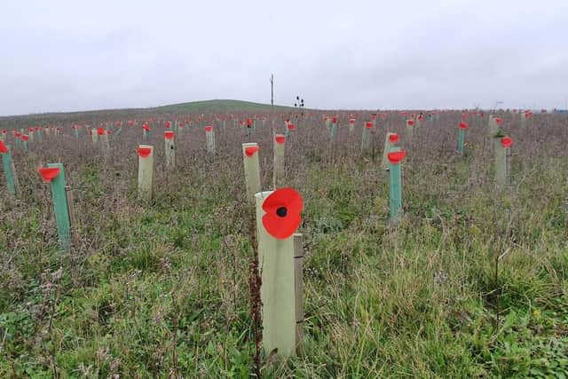 Dad Simon Hughes from Portsmouth planted 1,000 cardboard poppies at Horsea Island in Portsmouth at 3am on November 7 ahead of Remembrance Sunday.