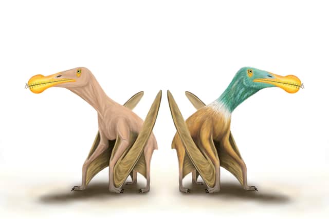 A bald and feathered version of what the pterosuars may have looked like.