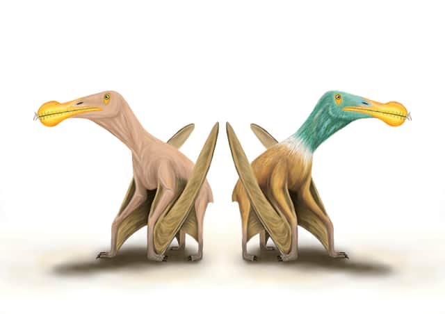 A bald and feathered version of what the pterosuars may have looked like.