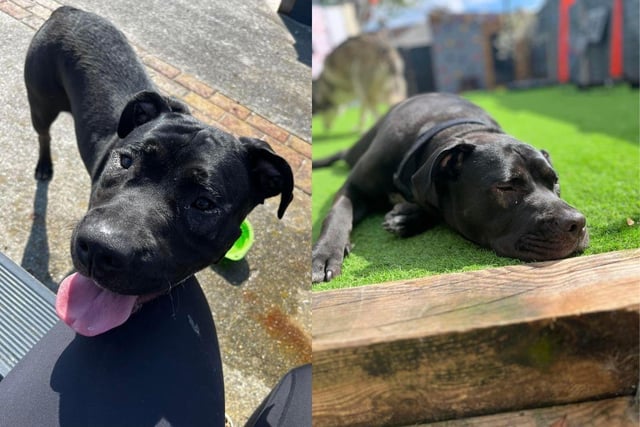 Meet Bella who is an 8-month-old American Bulldog cross girl.
She is currently being fostered in Southampton and when she arrived into the charity's care they had to take her to the vet urgently as she could not see properly. It was confirmed that both eyes were entropion and she had an ulcer on one eye because of this. She was operated on the same day as she was seen and she has made a great recovery. She can now see and is loving life without pain.
Bella is a massive puppy. She loves to meet everyone and all dogs. She is over 30kg and does not realise her size so regularly bashes into you or others.She is working on walking calmly on lead, but has settle, sit, paw, wait and lie down in her trick book.
Bella has fabulous recall to whistle and is very food motivated. She is keen to learn, even if she is a bit stupid at times and lacks common sense.
She loves her toys, chewing antlers and chasing a ball.
Bella is high energy and used to around two hours of exercise a day through walks, ball chasing, playing with resident dogs and scent work.
The adoption fee is £425 and to see what is included, go to the charity's website.