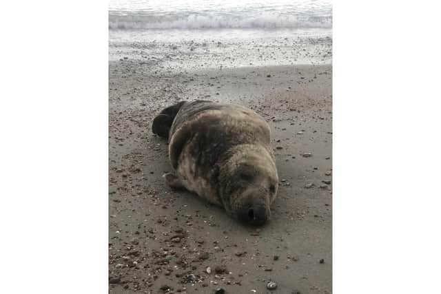 PIcture from RSPCA