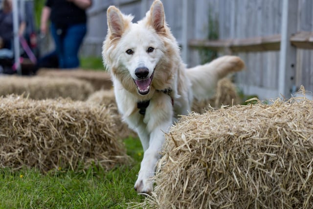 King, a 7 month-old German Shepherd, navigates the trail at the Denmead Fun Dog Show. Picture: Mike Cooter (210724)