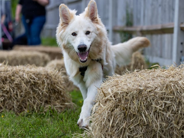 King, a 7 month-old German Shepherd, navigates the trail at the Denmead Fun Dog Show. Picture: Mike Cooter (210724)