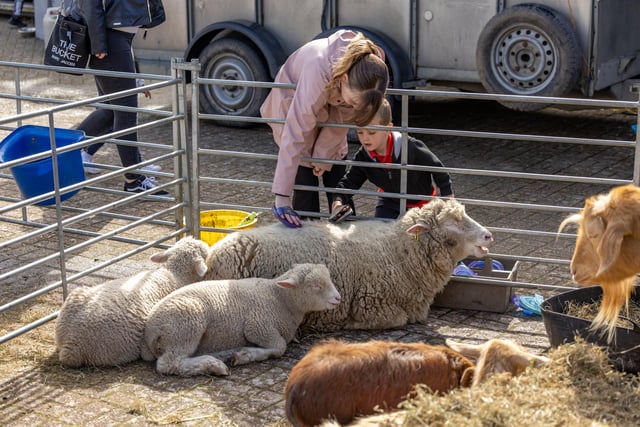 Poppy Horn (10) and brother Samuel (4) grooming a grateful sheep at the Mill Cottage Farm Experience in Port Solent. Picture: Mike Cooter