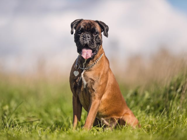 The American Kennel Club said: "Patient, spirited with children, and also protective, the Boxer is a popular choice for families. Boxers love to be with people! A notable characteristic is their desire for human affection, especially from children." Picture Credit: Adobe Stock