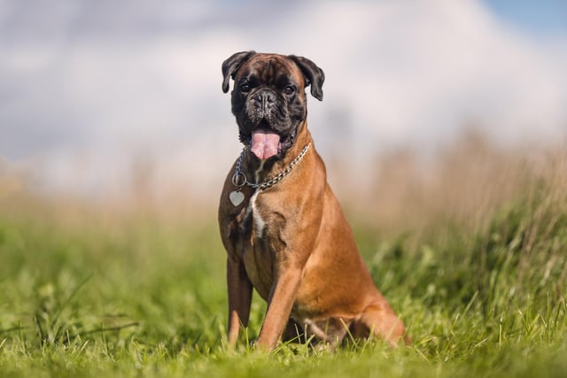 Boxers are a popular dog with families because they are loving and protective as well as being patient. 
Picture Credit: Adobe Stock