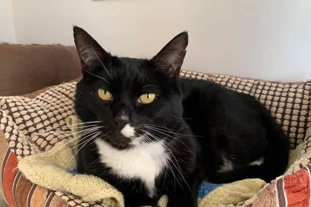 Jasper is looking for a new home. 
Picture: Cats protection Gosport