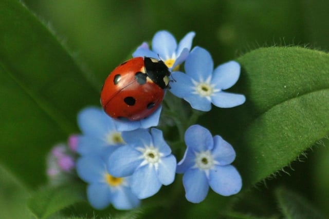 A ladybird in Norfolk dialect is a bishy barnabee, but in Nottinghamshire it is the much more pleasant term of cowlady.