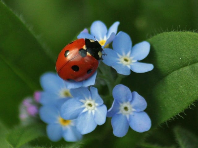 A ladybird in Norfolk dialect is a bishy barnabee, but in Nottinghamshire it is the much more pleasant term of cowlady.