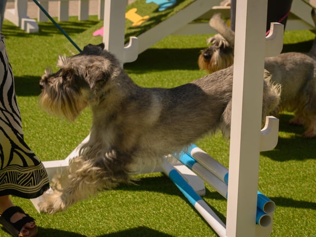 A big leap over a jump at Whiteley Doggy Day.Picture: Keith Woodland (250521-37)