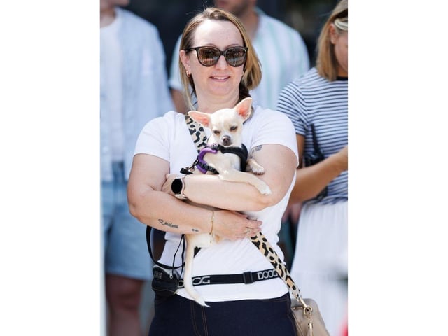 A dog watches on with its owner at Whiteley Doggie Day.