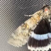 Clifden Nonpareil - sometimes referred to as the Blue Underwing - was found by Jaye Taylor in Portchester