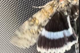 Clifden Nonpareil - sometimes referred to as the Blue Underwing - was found by Jaye Taylor in Portchester