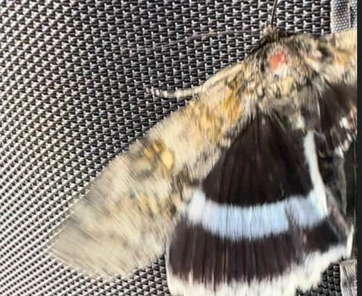Clifden Nonpareil - sometimes referred to as the Blue Underwing - was found by Jaye Taylor in Portchester