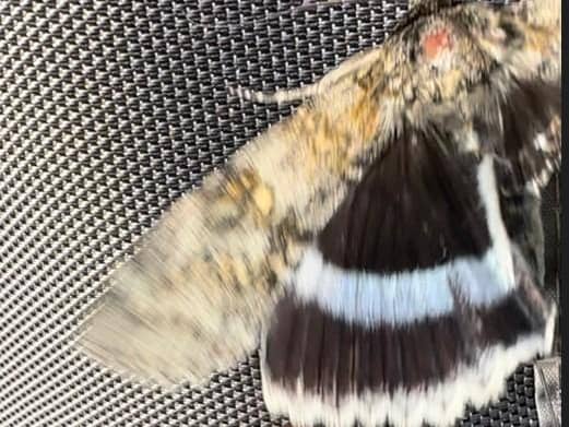 Clifden Nonpareil - sometimes referred to as the Blue Underwing - was found by Jaye Taylor in Portchester