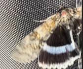 Clifden Nonpareil - sometimes referred to as the Blue Underwing - was found by Jaye Taylor in Portchester